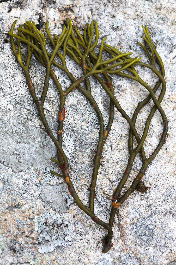 Green Fleece Seaweed