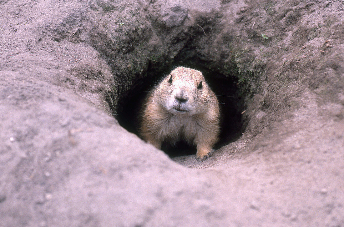 Prairie Dog in burrow