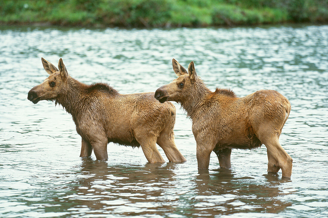 Moose (Alces alces) pair wading