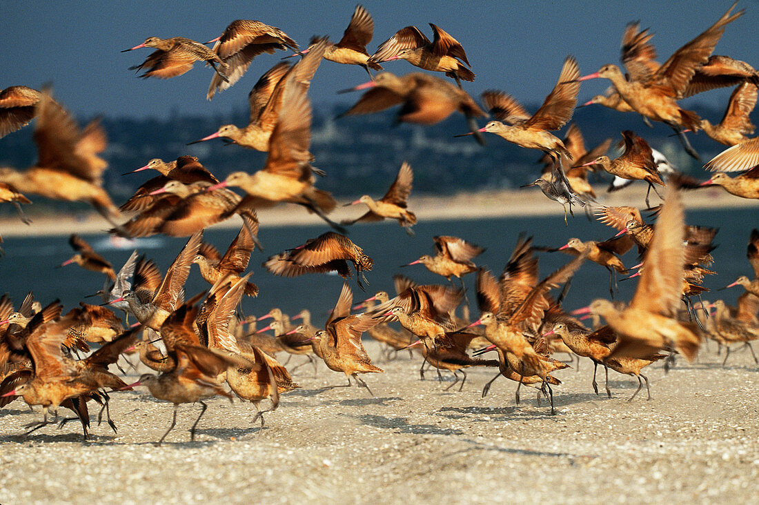 Bar-Tailed Godwits