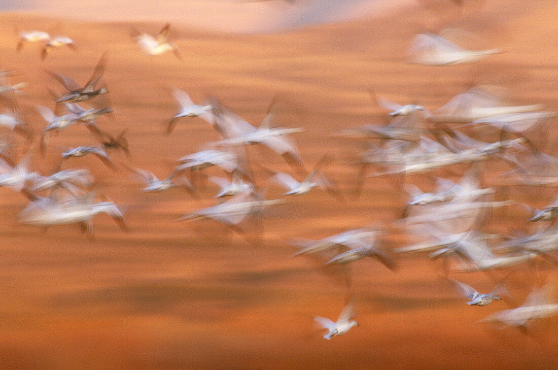 Snow Geese (Chen caerulescens) in flight
