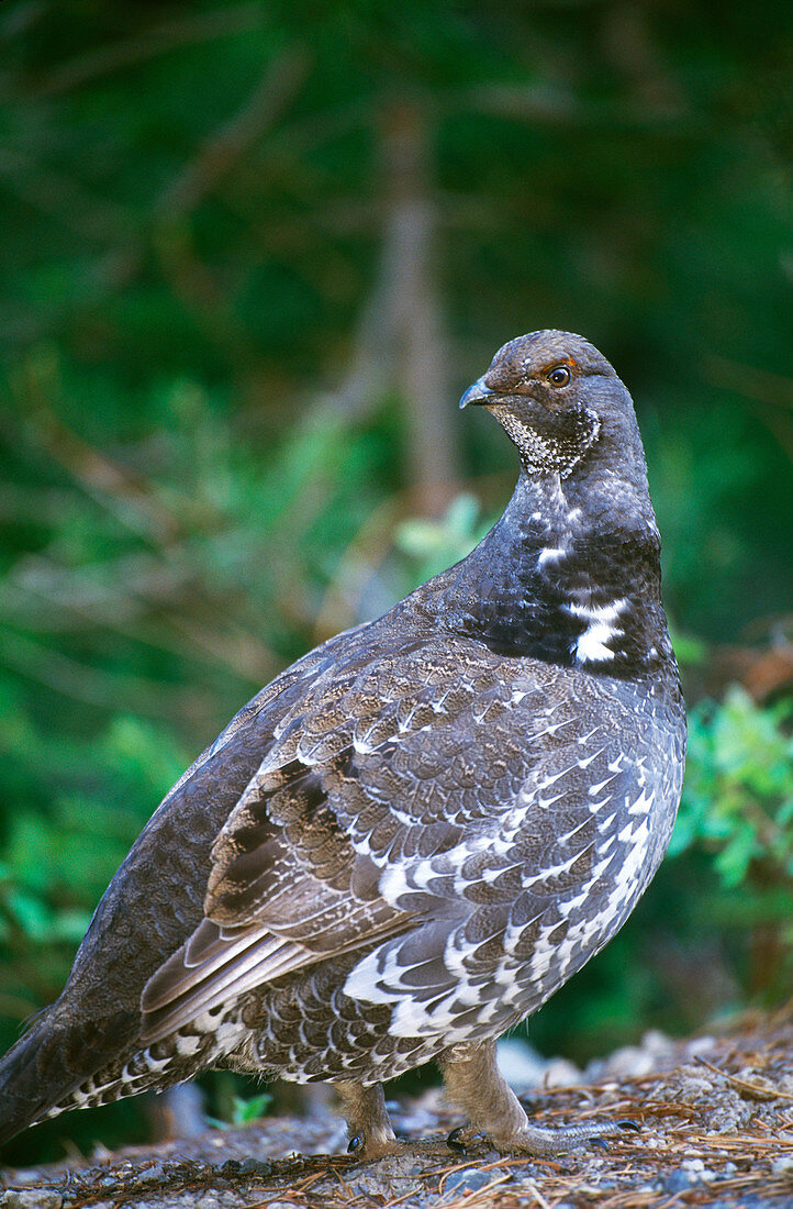 Blue Grouse