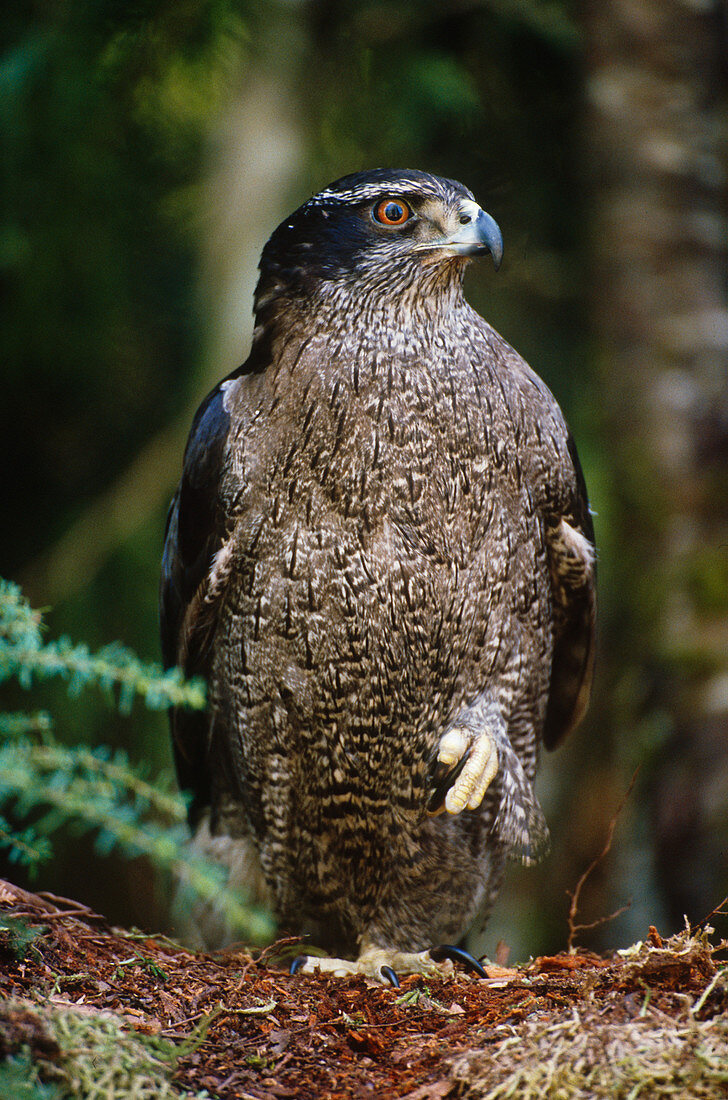 Northern Goshawk