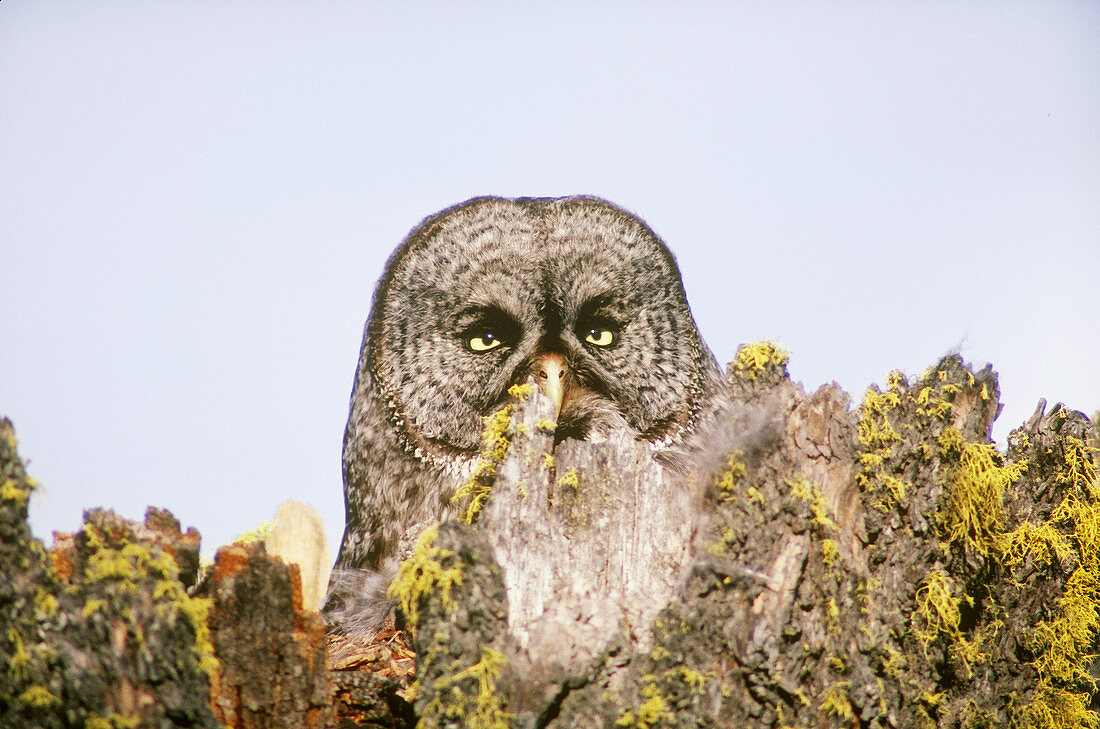 Great Gray Owl at nest site