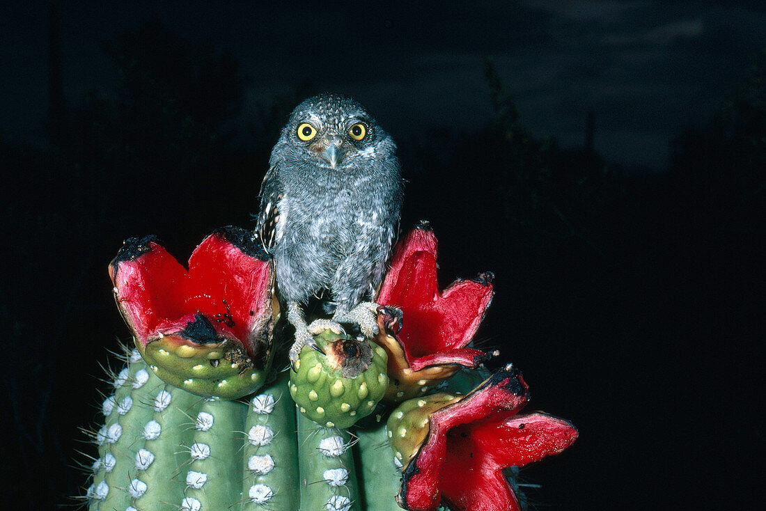 Elf Owlet on Saguaro