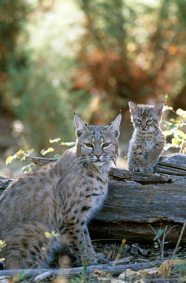 Bobcat adult and young (Lynx rufus)