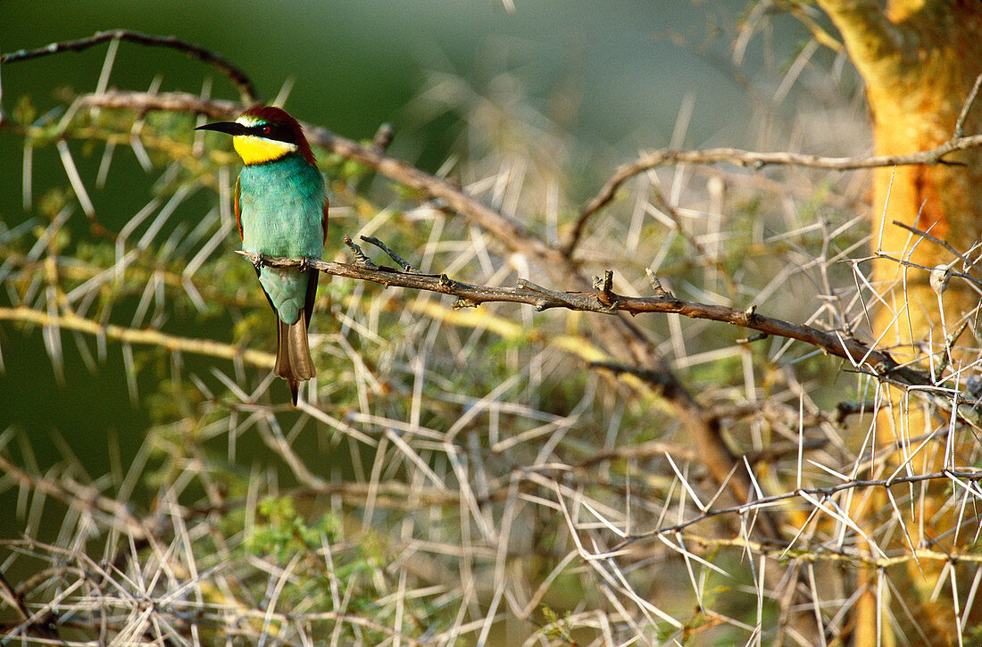 European Bee-Eater