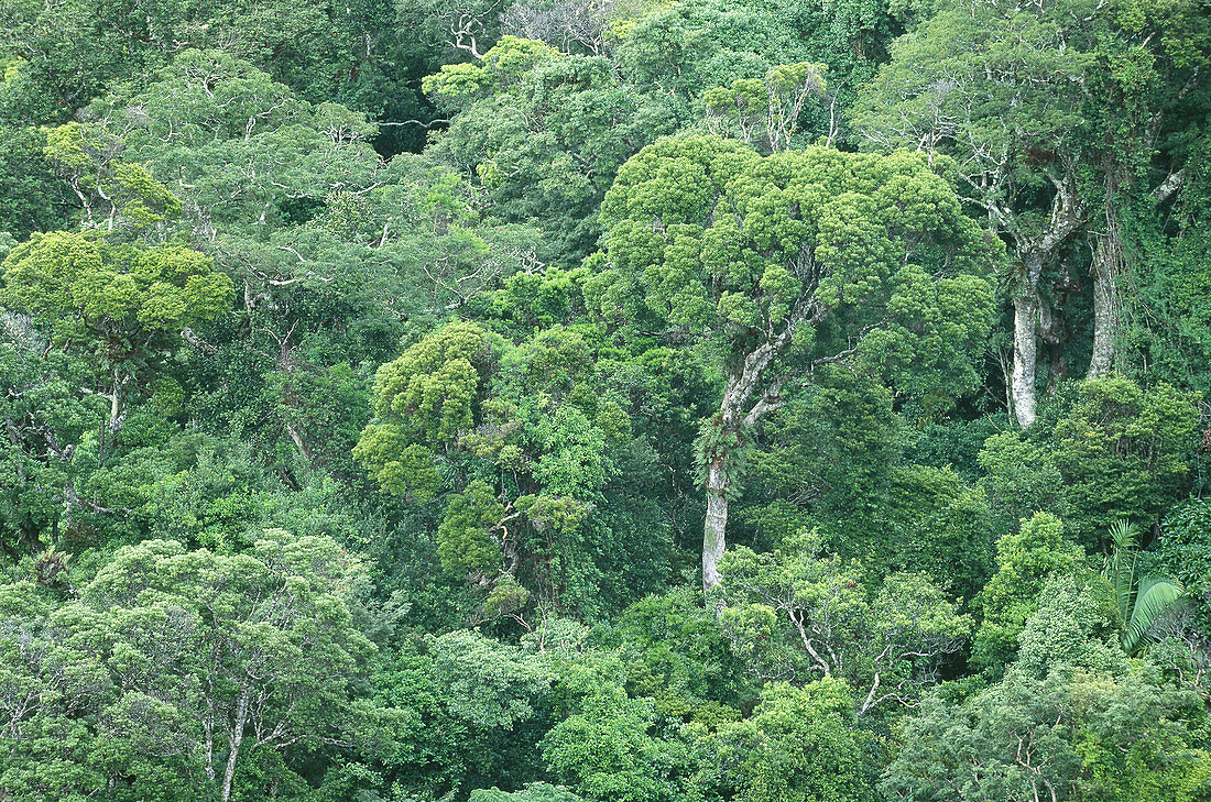 Madagascar Rainforest