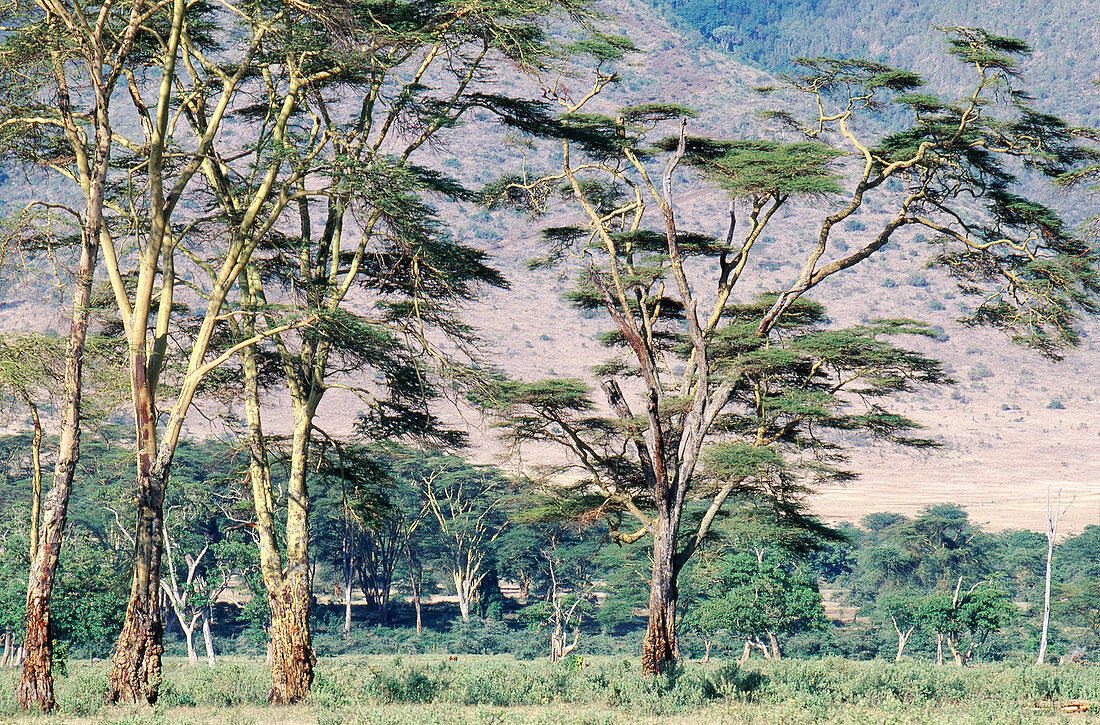 Ngorongoro,Tanzania