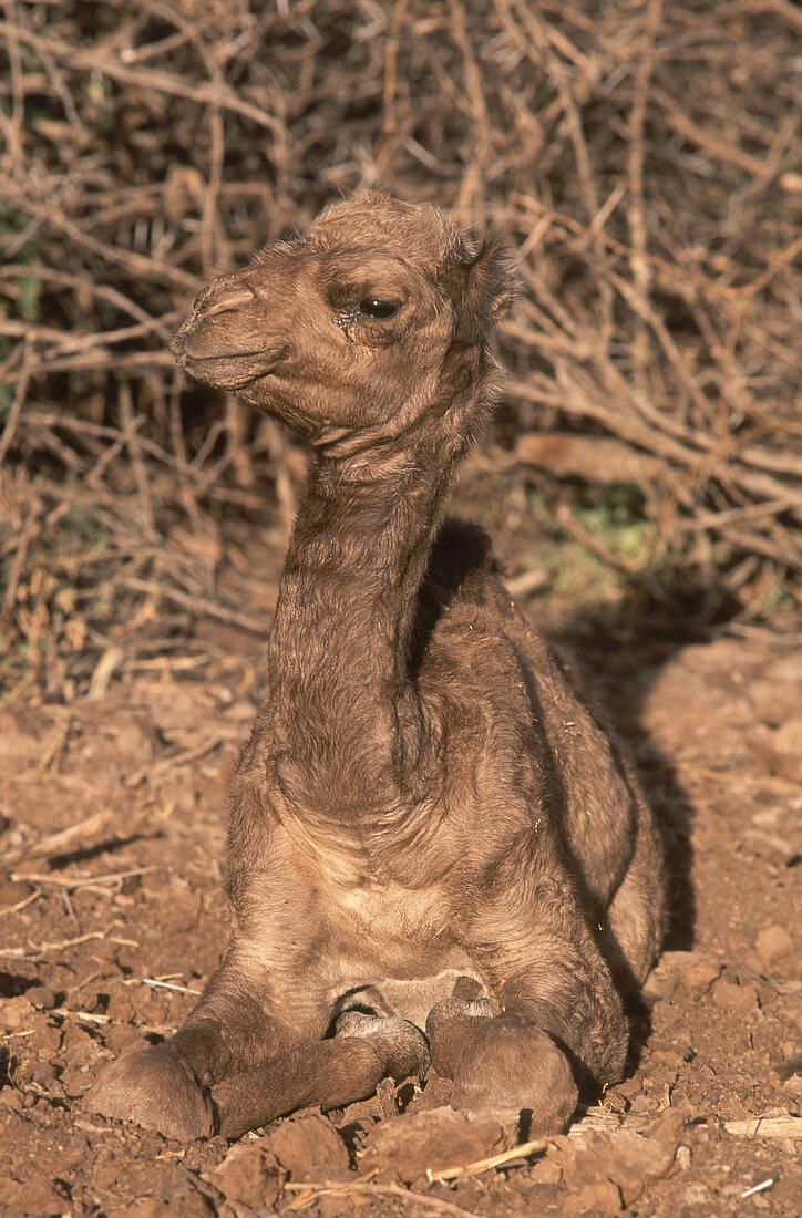 Dromedary Camel