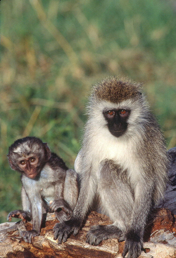 Vervet Monkey