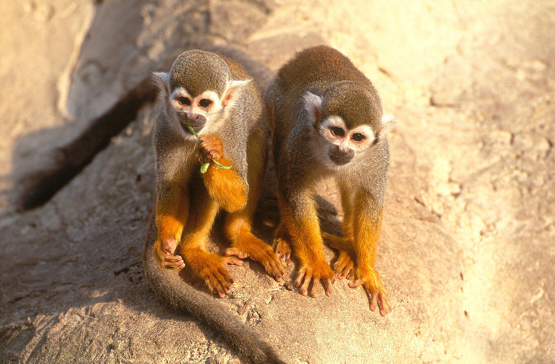 Squirrel monkey