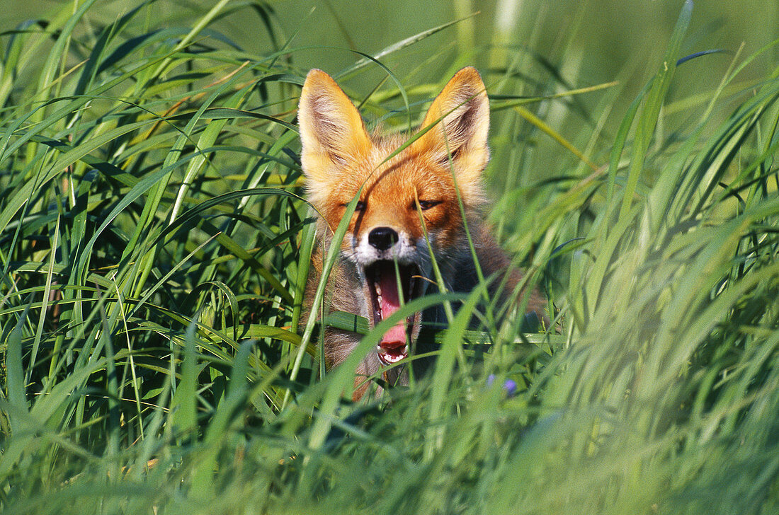 Red fox,Cape Pierce,Alaska
