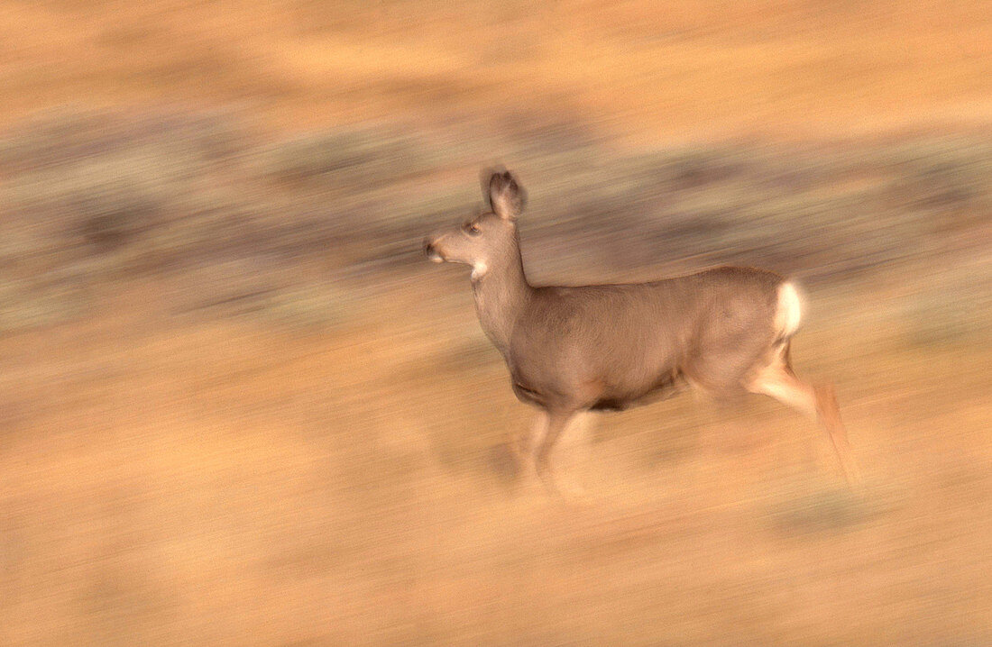 Blacktail or Mule Deer running