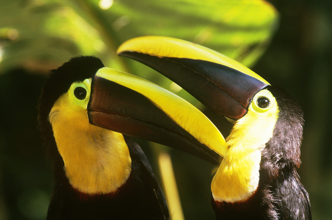 Chestnut-mandibled Toucans