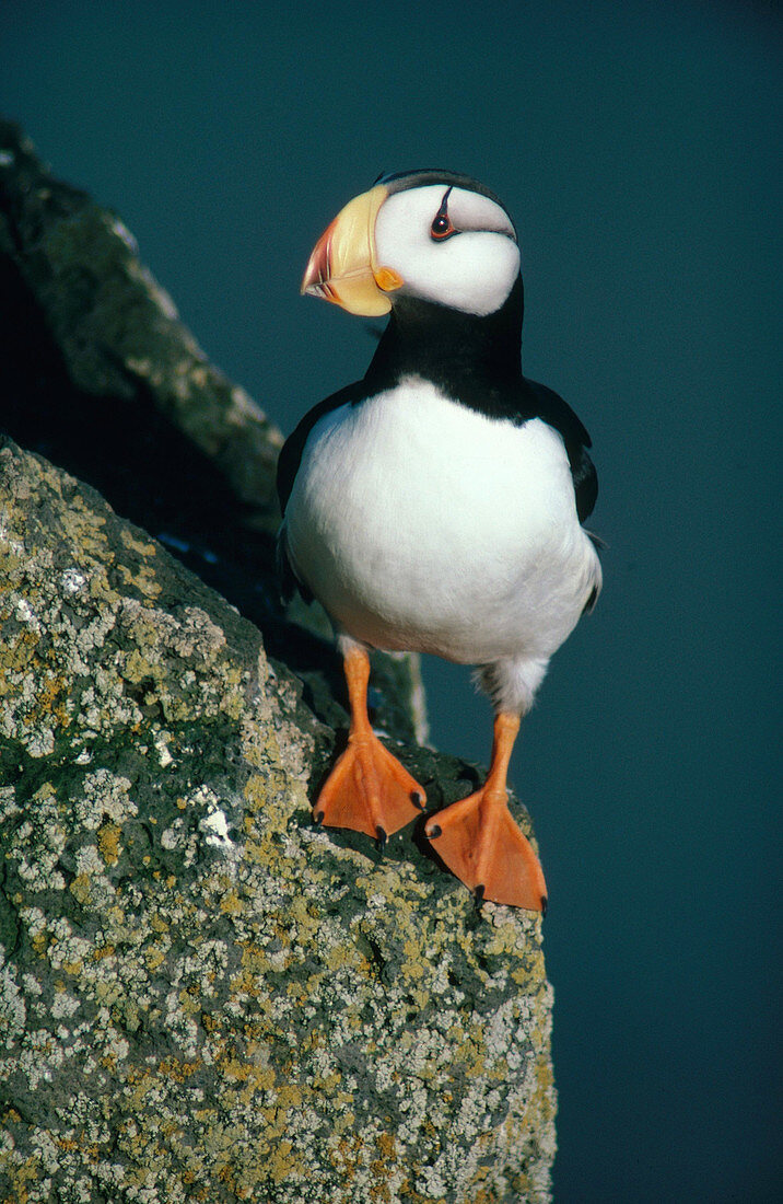 Horned Puffin