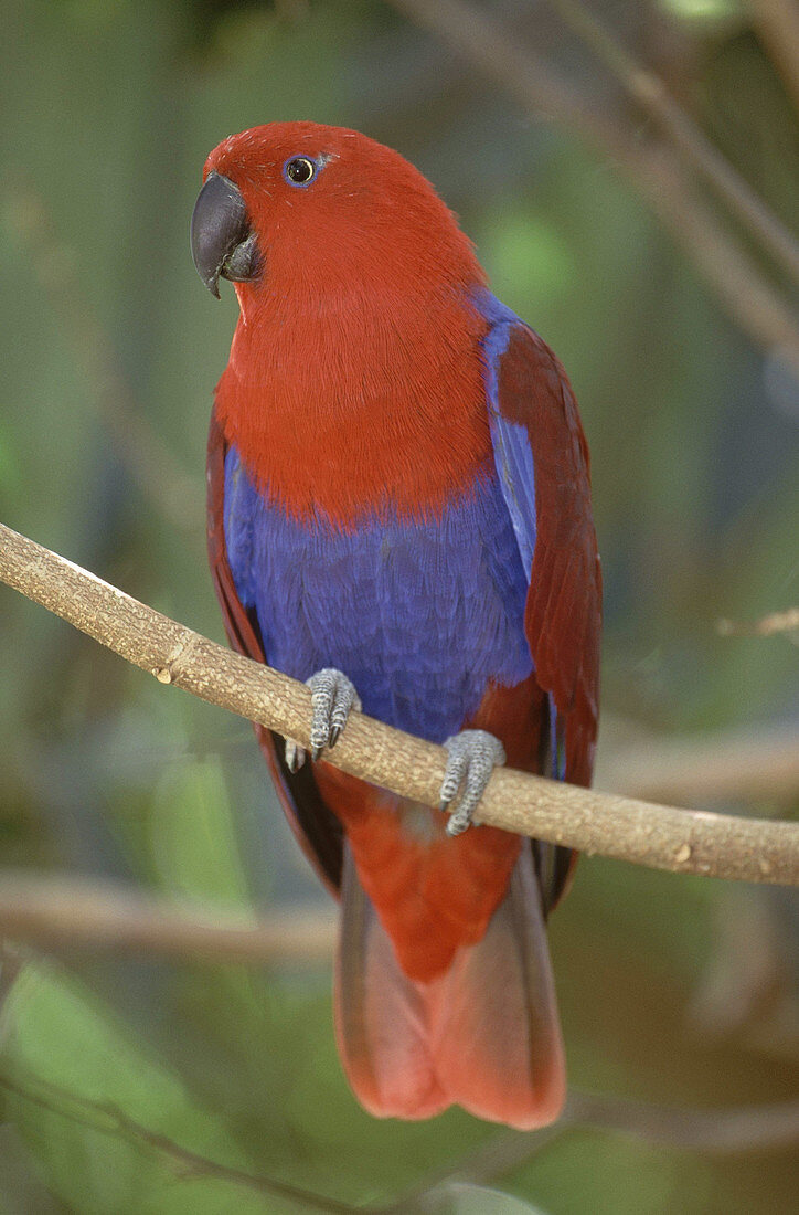 Red-sided Eclectus Parrot,Australia