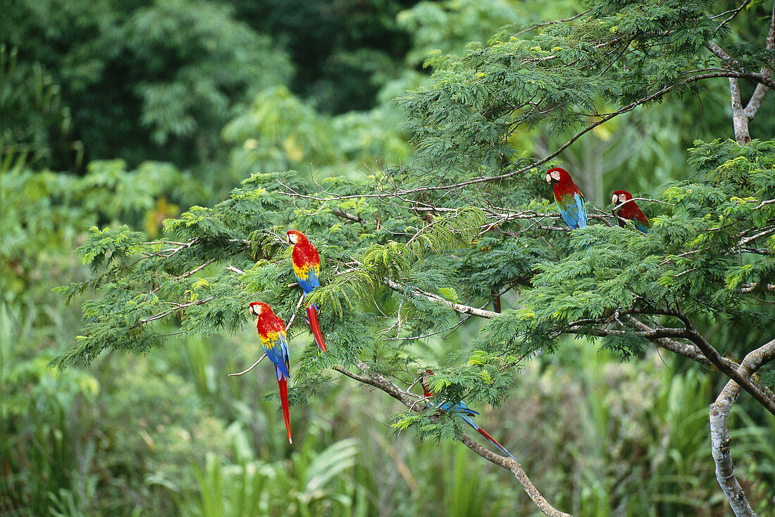 Scarlet and Green Winged Macaws