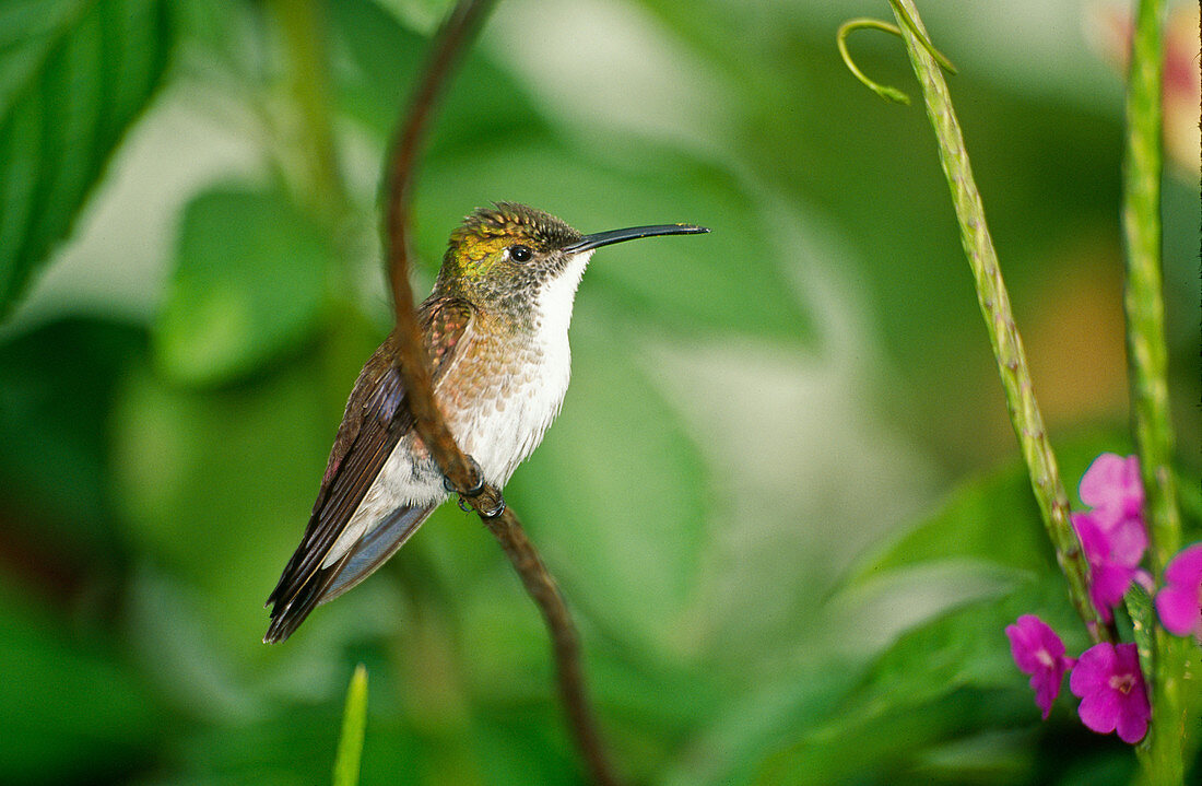 White-chested Emerald Hummingbird