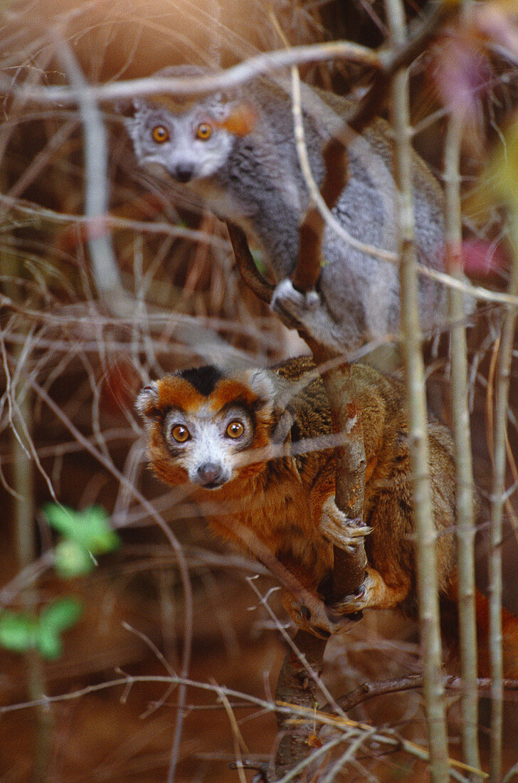 Crowned lemurs,Madagascar