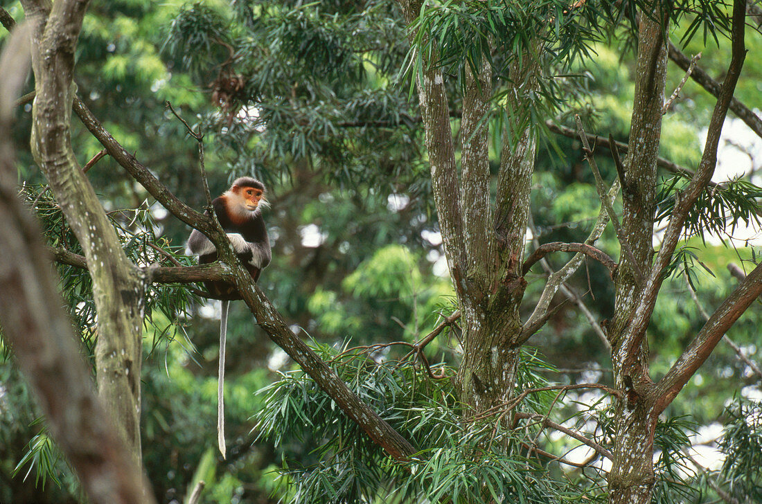 Red-shanked Douc Langur