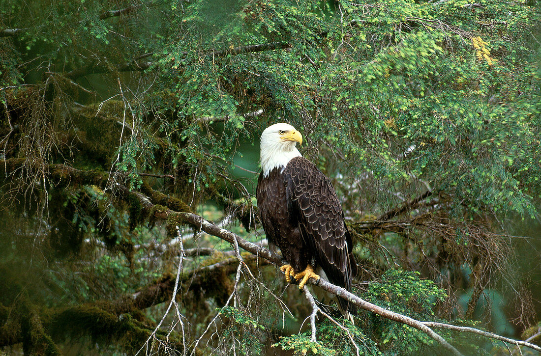 Bald Eagle