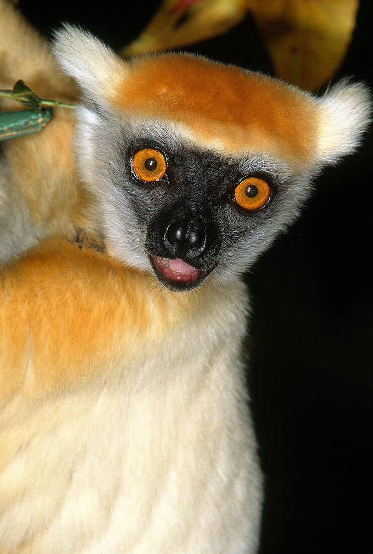 Golden-crowned Sifaka