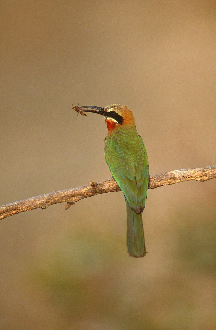 White-Fronted Bee-eater