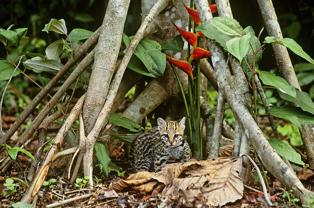 Ocelot (Leopardus pardalis)
