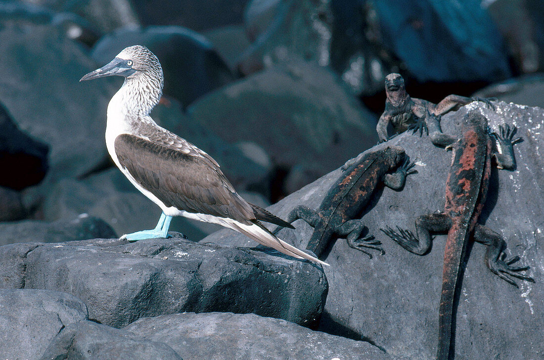 Blue-Footed Booby and Iguanas