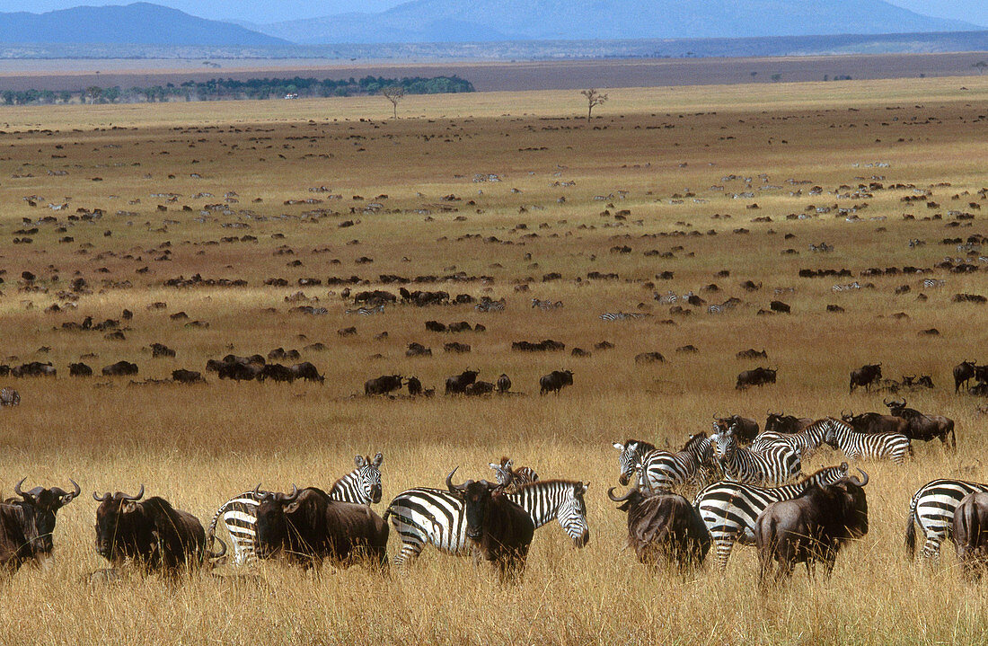 Wildebeest and Zebra