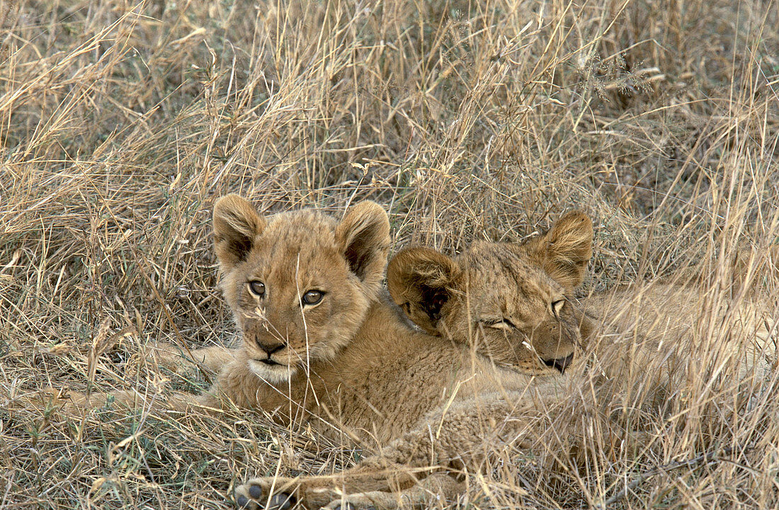 African Lion and cub (Panthera leo)