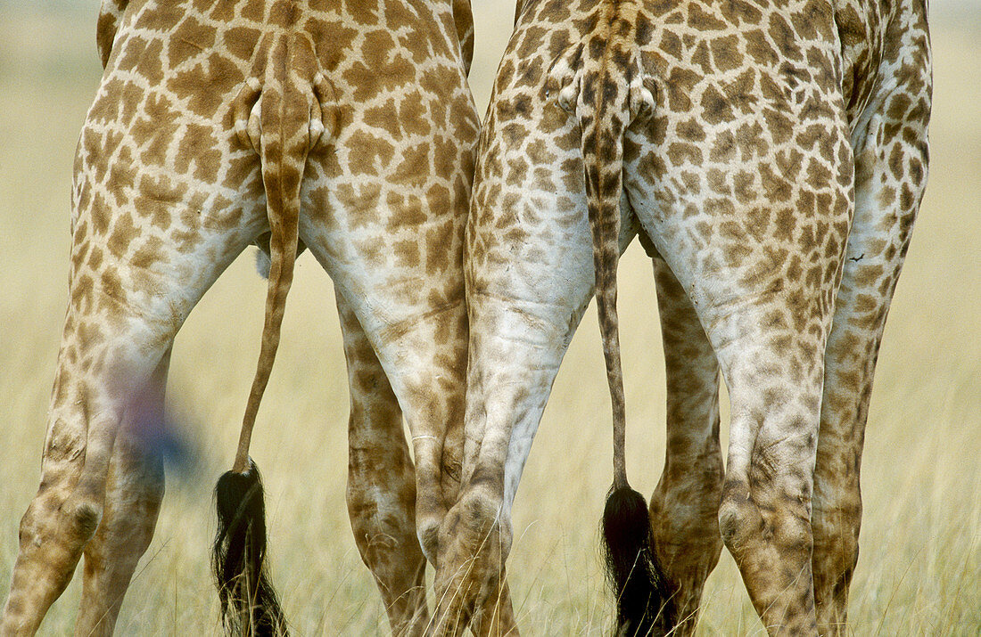 Masai Giraffe tails