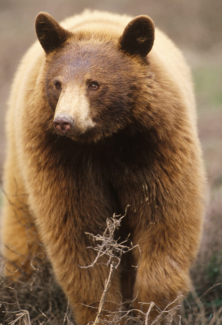 Cinnamon Black Bear (Ursus americanus)