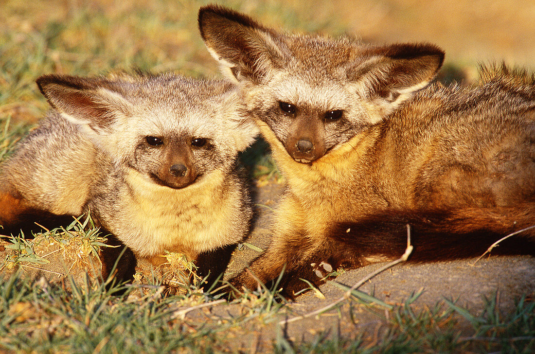 Bat-eared foxes,Tanzania