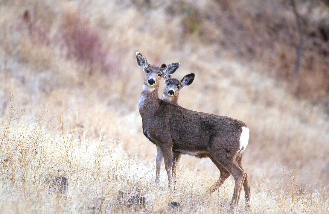 Blacktail or Mule Deer