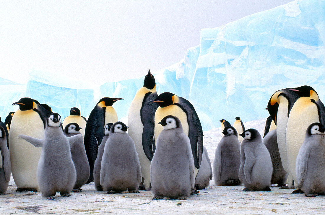 Emperor Penguins with young