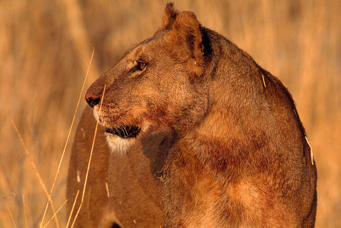 African Lion