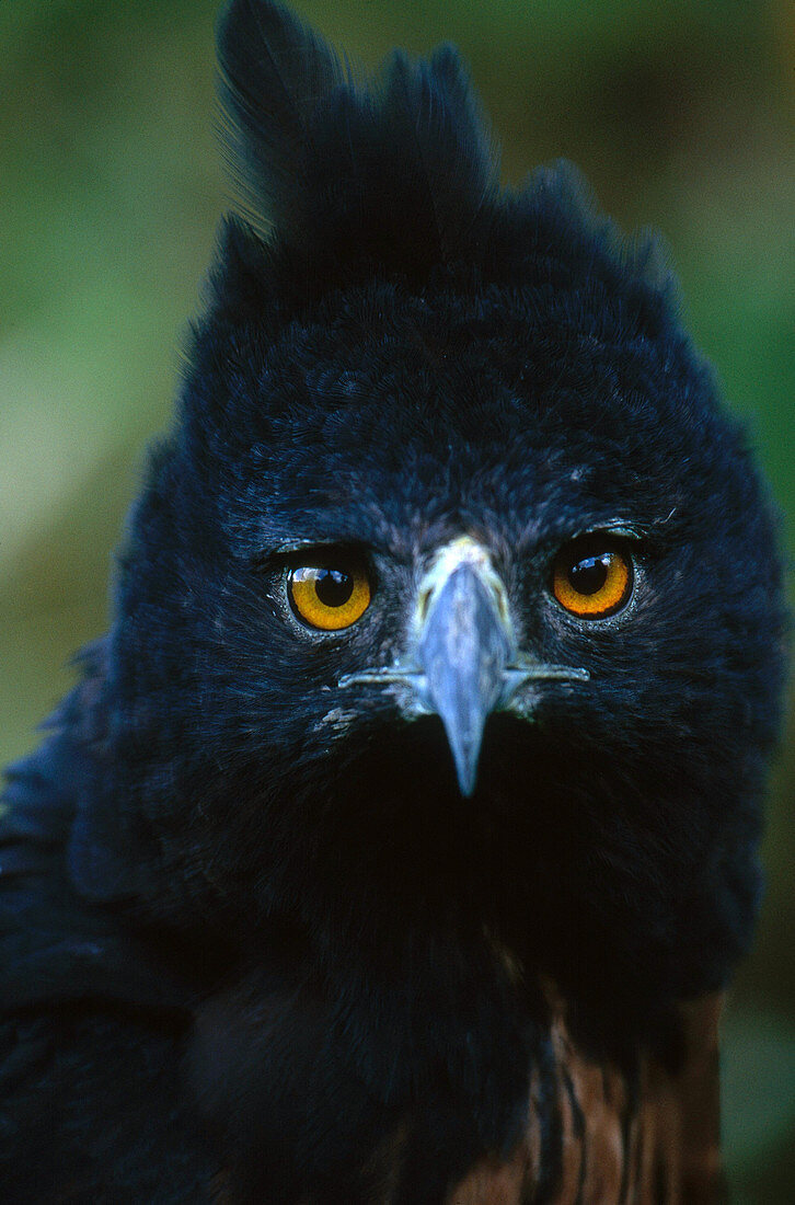 Isidori's Eagle