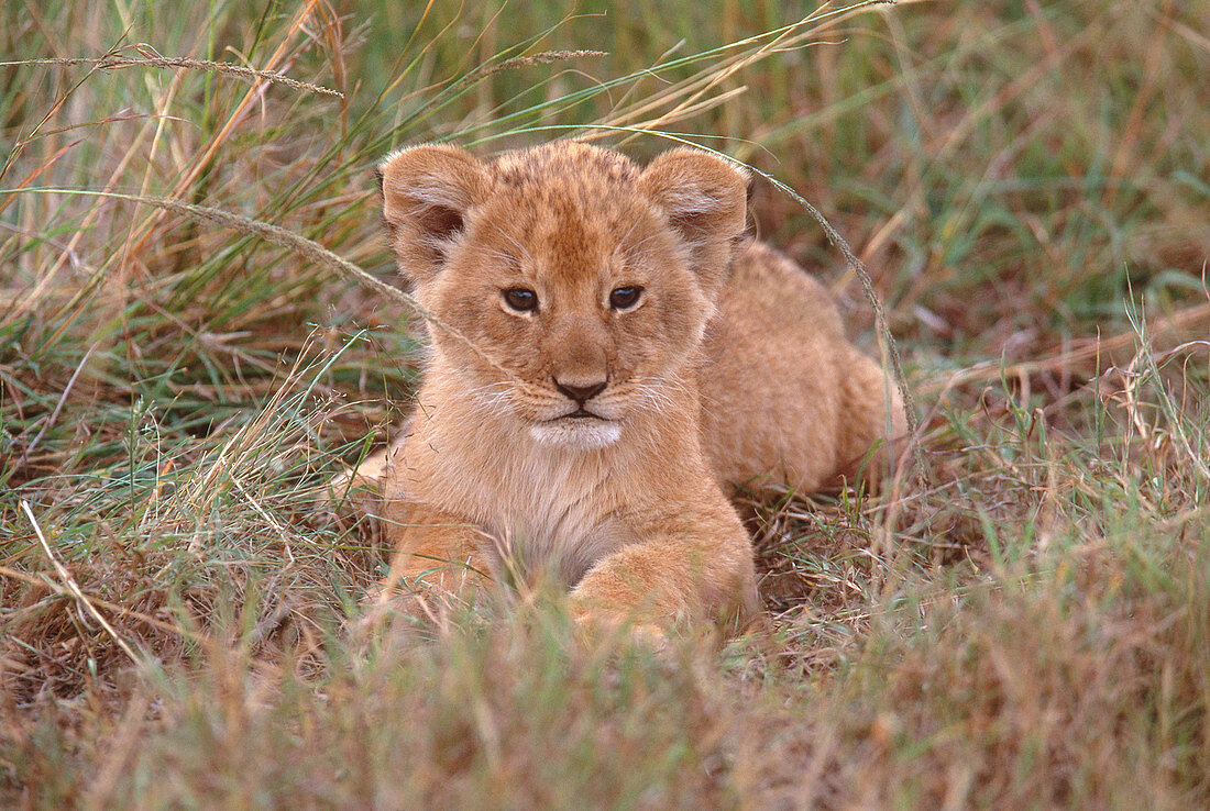 African Lion cub (Panthera leo)