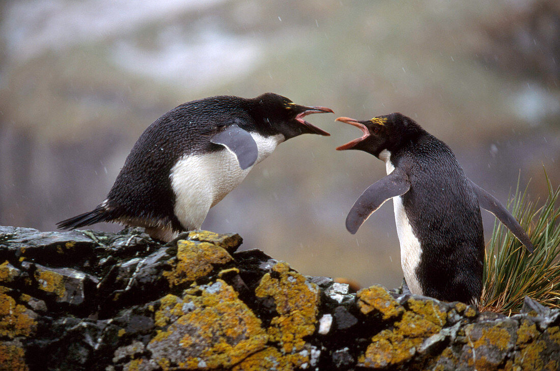 Macaroni Penguins Arguing