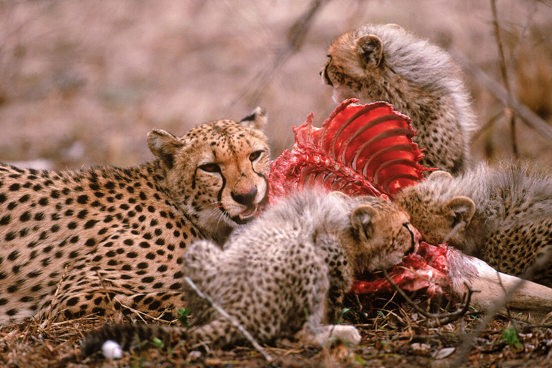Cheetahs feeding