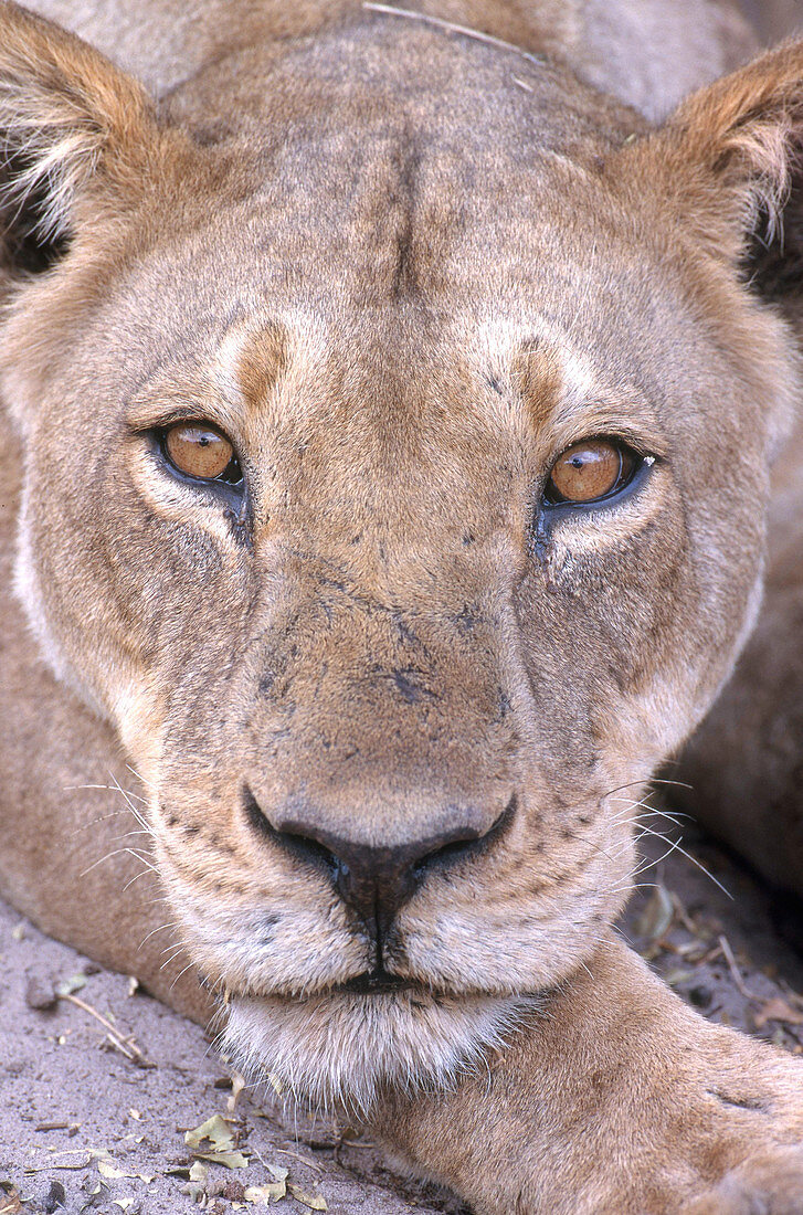 African Lion