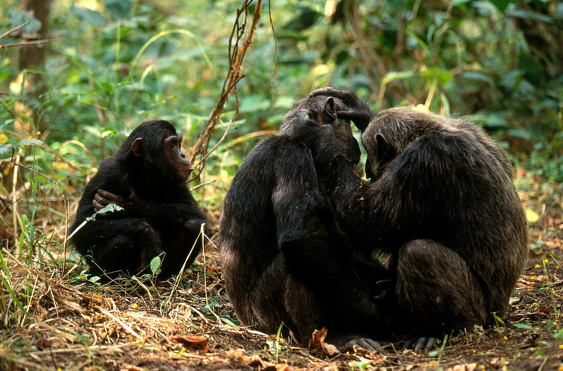 Chimpanzees grooming (Pan troglodytes)