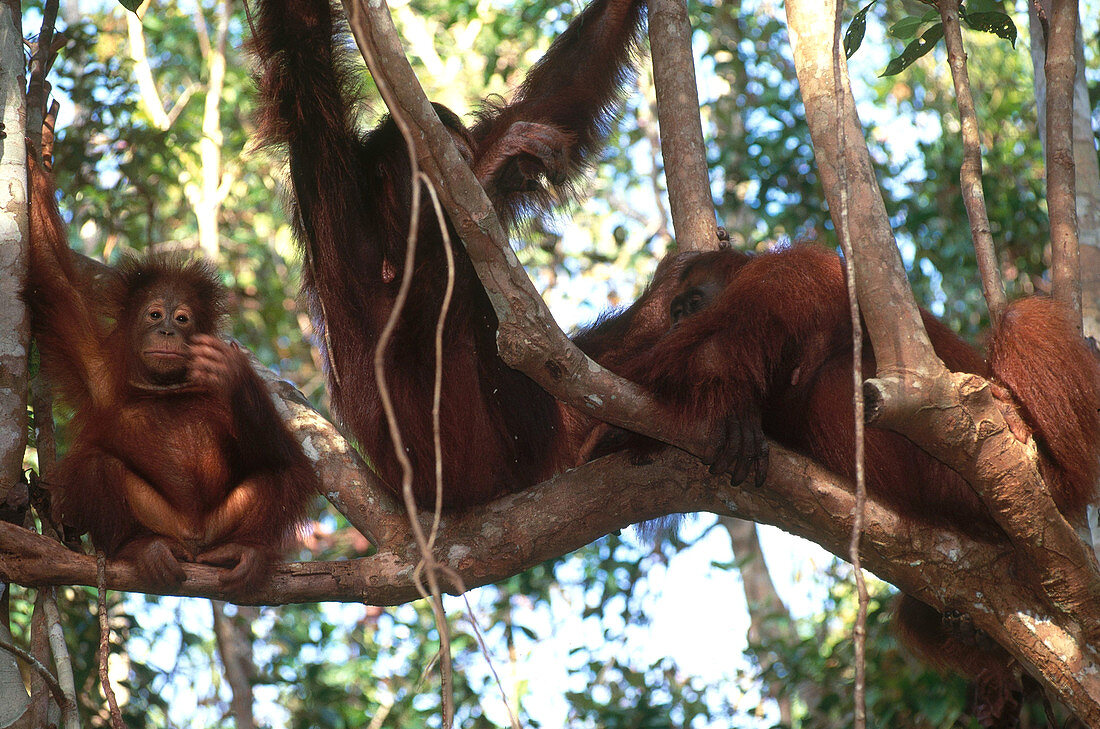 Wild Orangutans