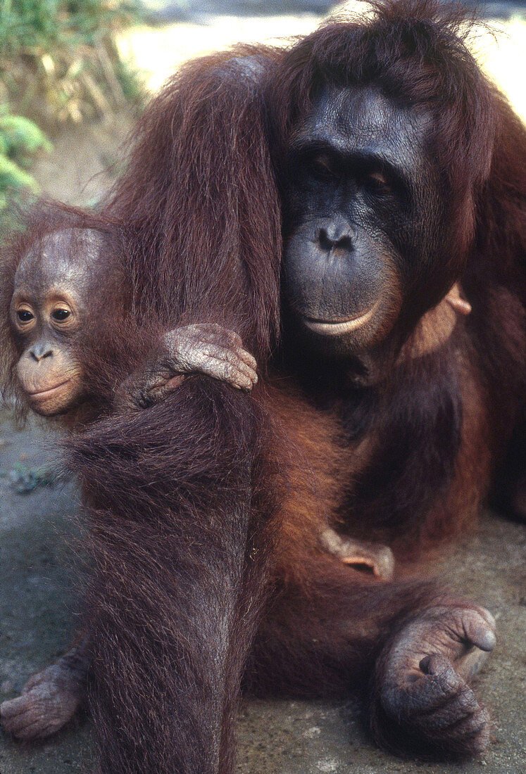 Wild Orangutan with Baby