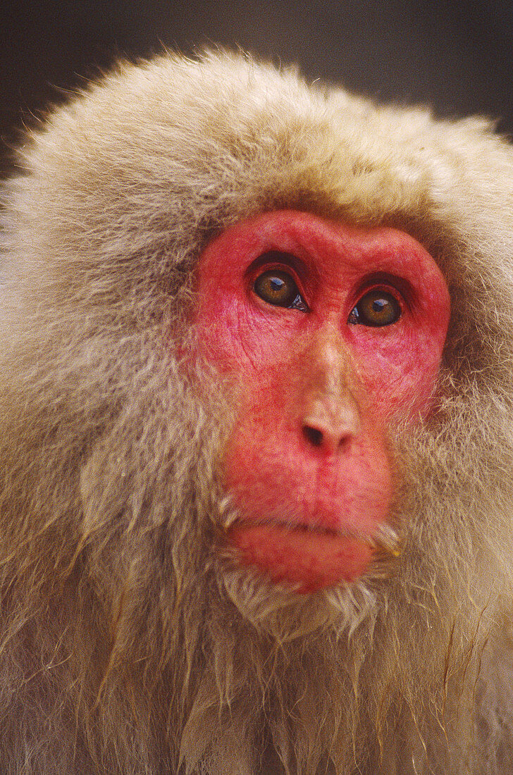 Snow monkey,Japan