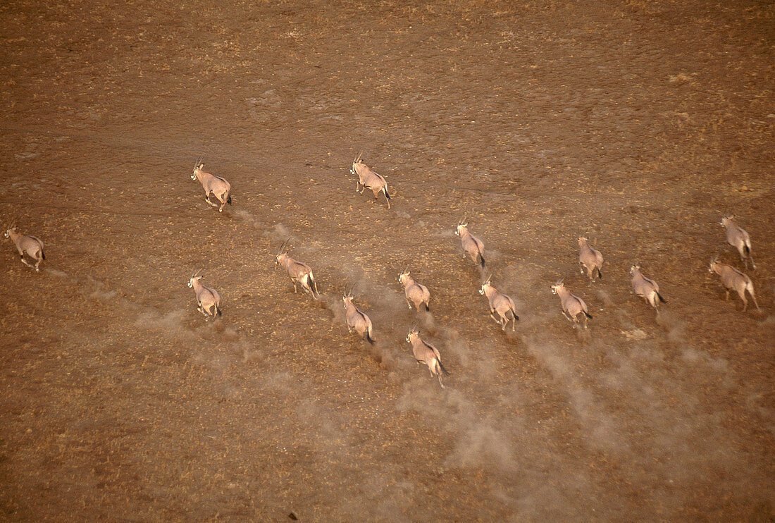 East African Oryx