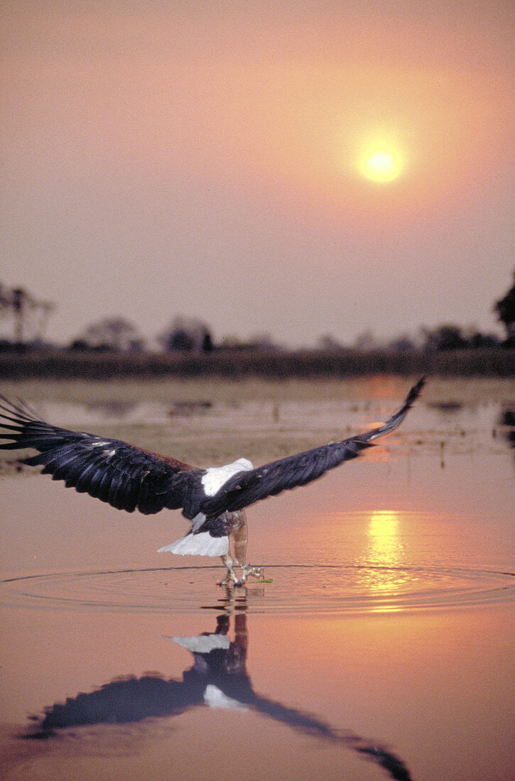 African Fish eagle. Okavango river,Botsw