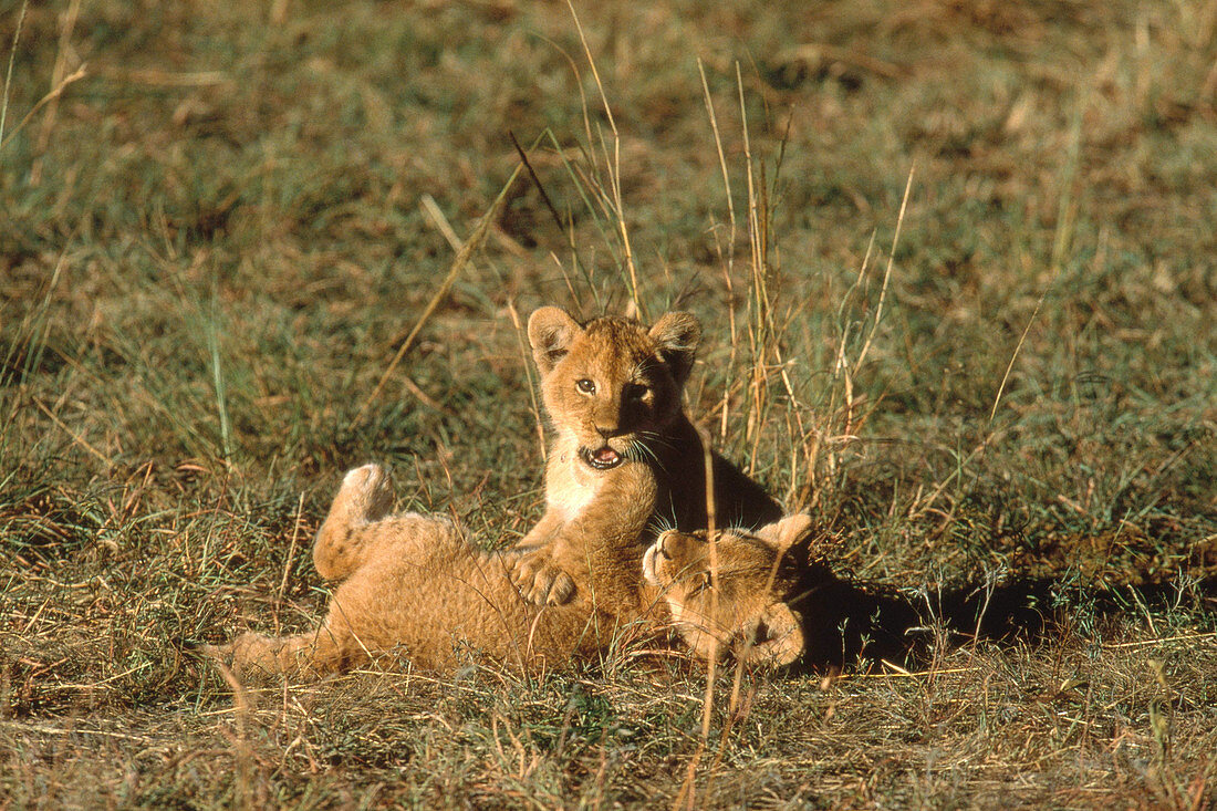 African Lion cubs (Panthera leo) playing